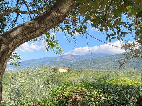 Vista