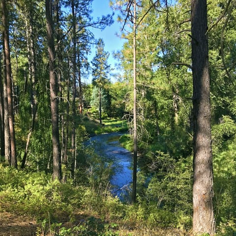 HAYNES in summer: Walk on forested hiking trails next to this priestine River.