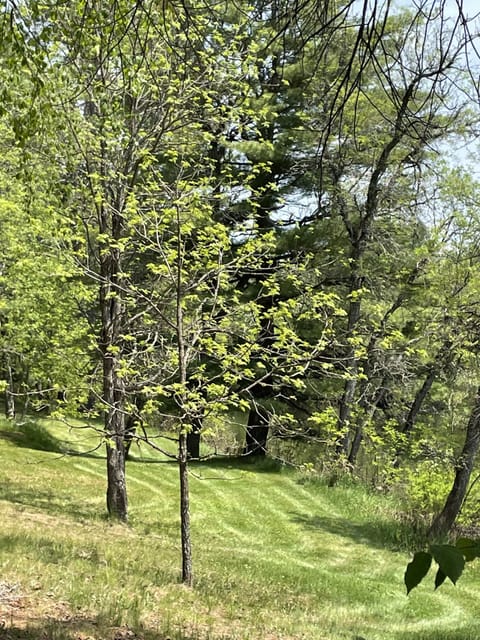 shoreline along the river 
