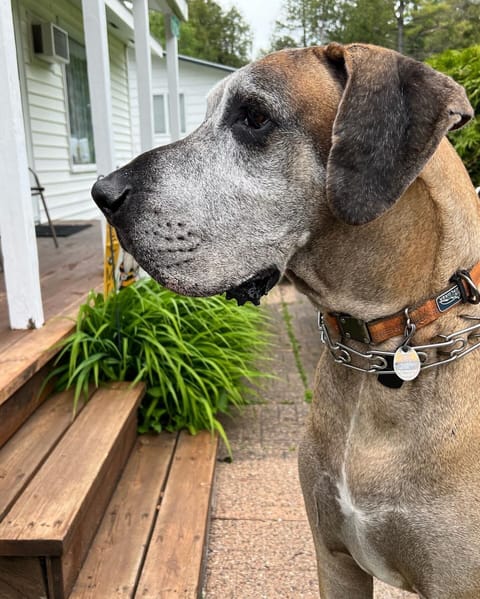 We are dog friendly. No breed discrimination. Dogs must be rabies vaccinated.