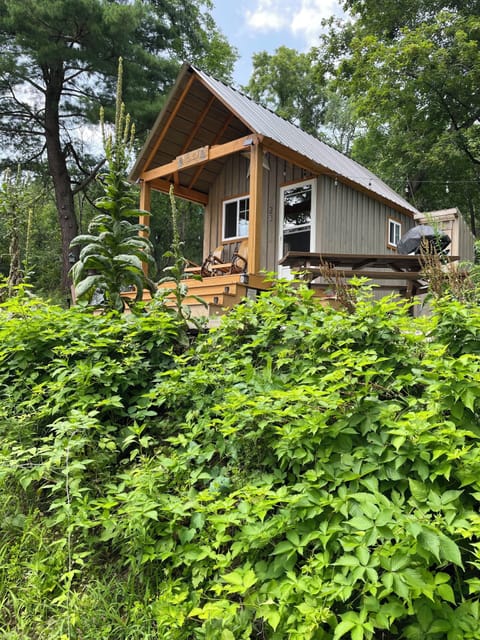 Mid-Summer in the woods.