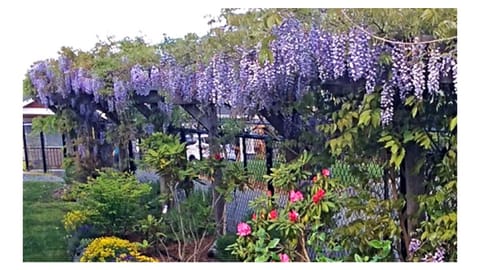 This beautiful Wisteria vine is located on the side of our home