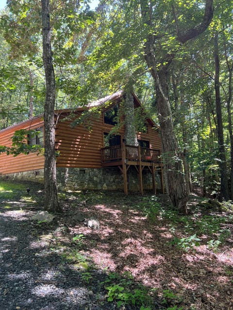 Honey Bear in the mid summer shade