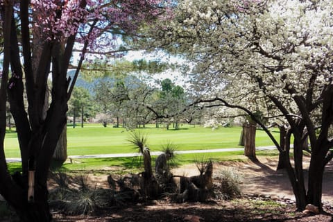 View from Rear Porch to the Right (plum tree blossoms in March)