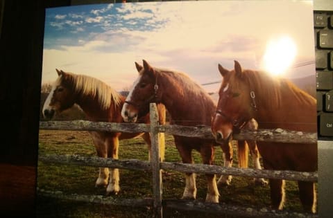 The Big Boys across from the house/front porch. Belgian and Suffolk drafts