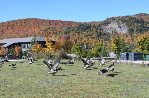Our Canadian geese preparing for their long flight south