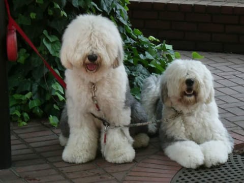 Pets (dogs, cats and other small animals) can stay in the same room and have meals together.