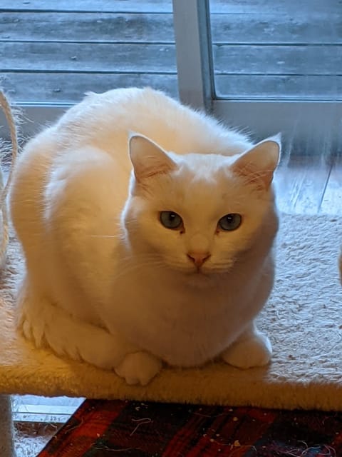 Cats can stay in the same room and eat together.