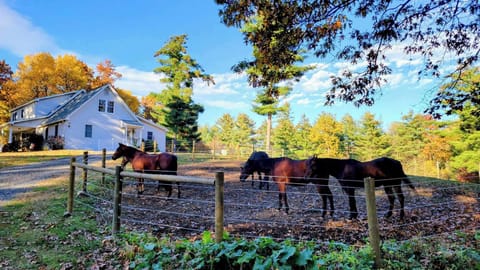 The horses will often greet you as you arrive!