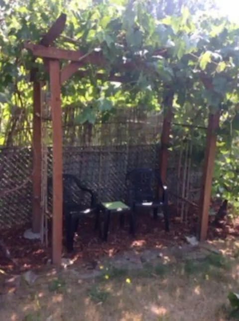 Back yard grape arbor