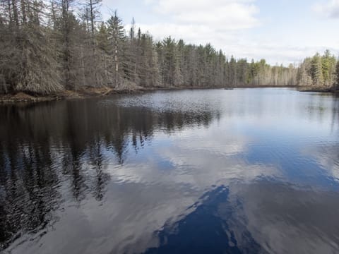 pond from beaver dam facing north east 