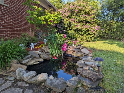Beautiful small pond at front of house. Guests get to enjoy feeding the koi fish