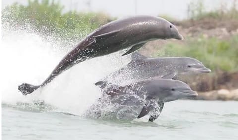 Your hostess is a dolphin tour captain. Ask Captain Kelley about trip discounts!