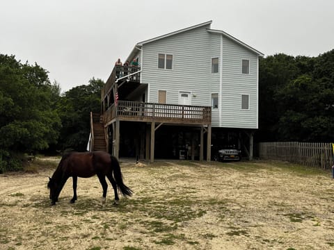 You may even see wild horses!