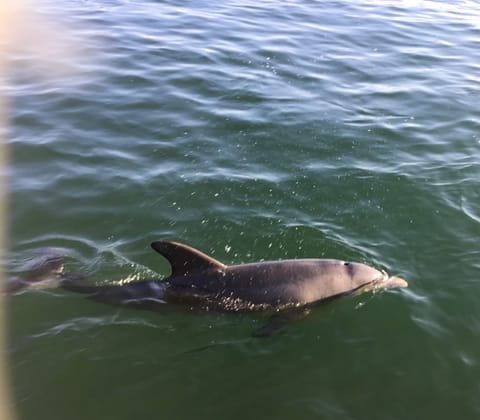 dolphin swimming near pier
