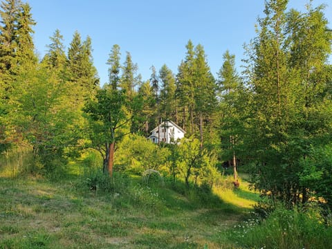 View from the orchard