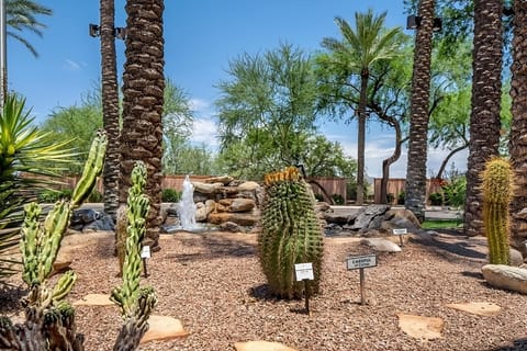 Stroll through desert gardens with palms, rocks, and fountains.