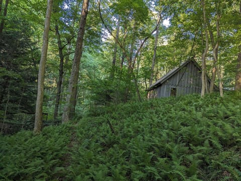 Fern covered hillsides,
