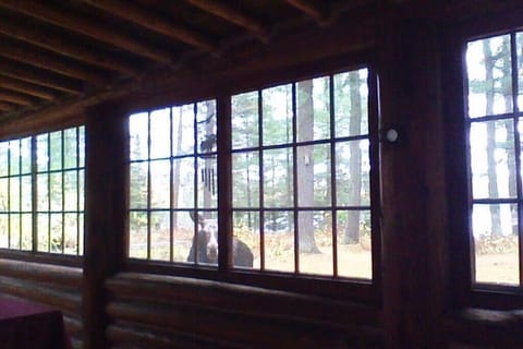 Two Moose visits Lodge view video on Cedarhurst facebook page