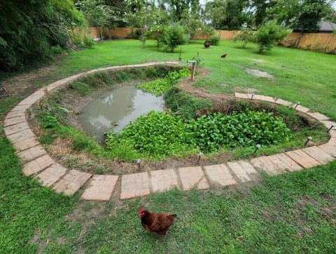 Duck-pond in the backyard.