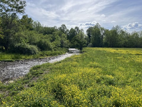 Beautiful trout stream