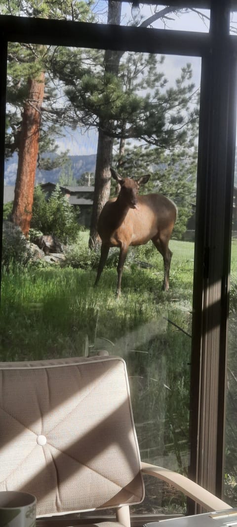 Wildlife by screened Room