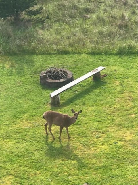 The deer are such a treat, they love apple's!