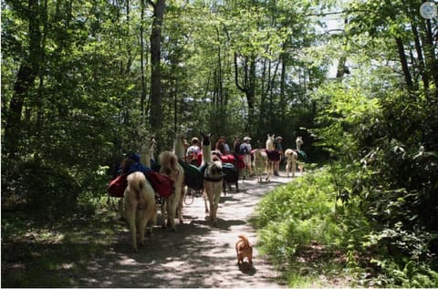 Go hiking along the Panthertown Valley Trail