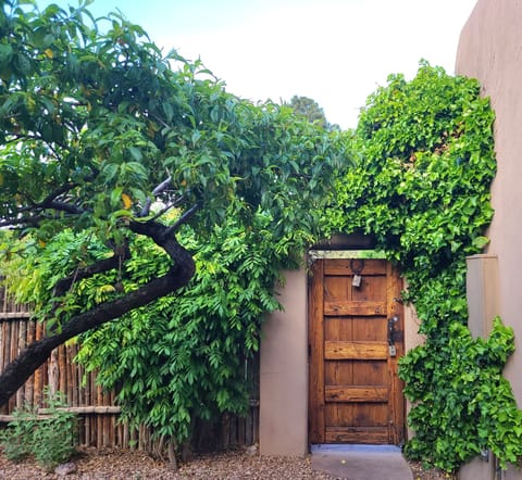Inside the Wooden Gate Entrance. Ivy, Wisteria & Peach trees