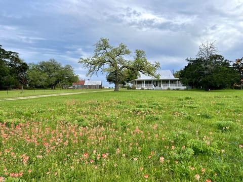 Our gorgeous wildflowers in the front yard!
