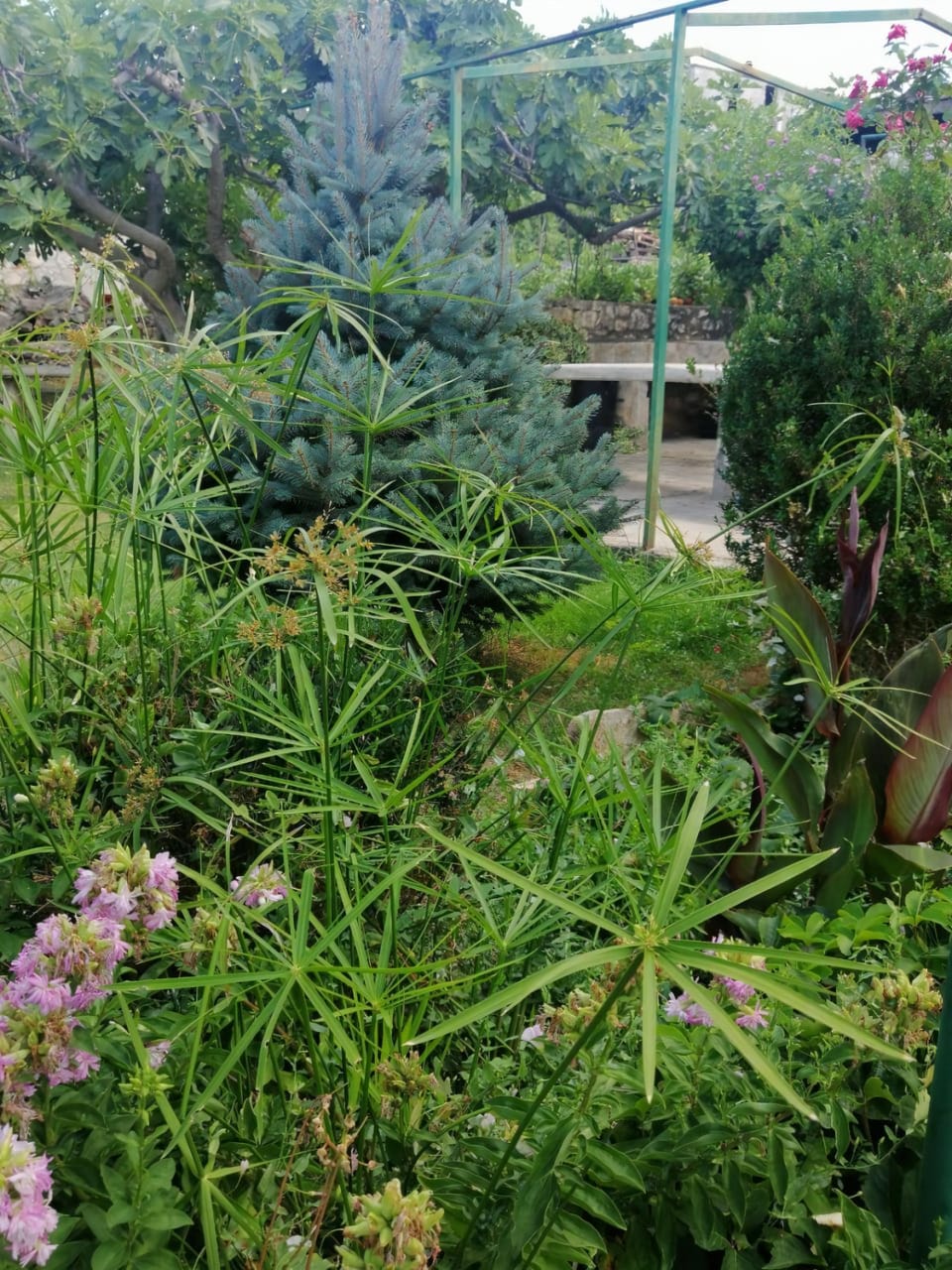 garden