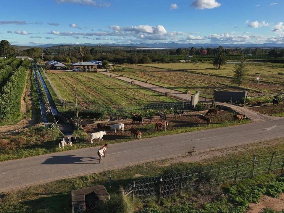 Lemon 3 Lodge Guesthouse Bed and Breakfast in Eastern Cape
