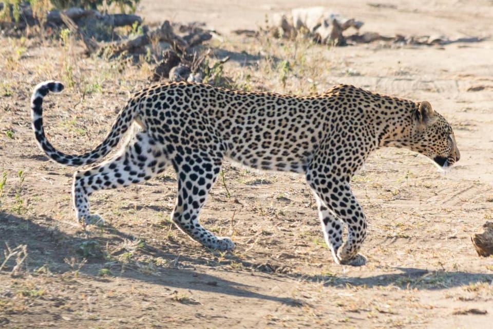 Sefapane Lodge and Safaris Lodge in South Africa