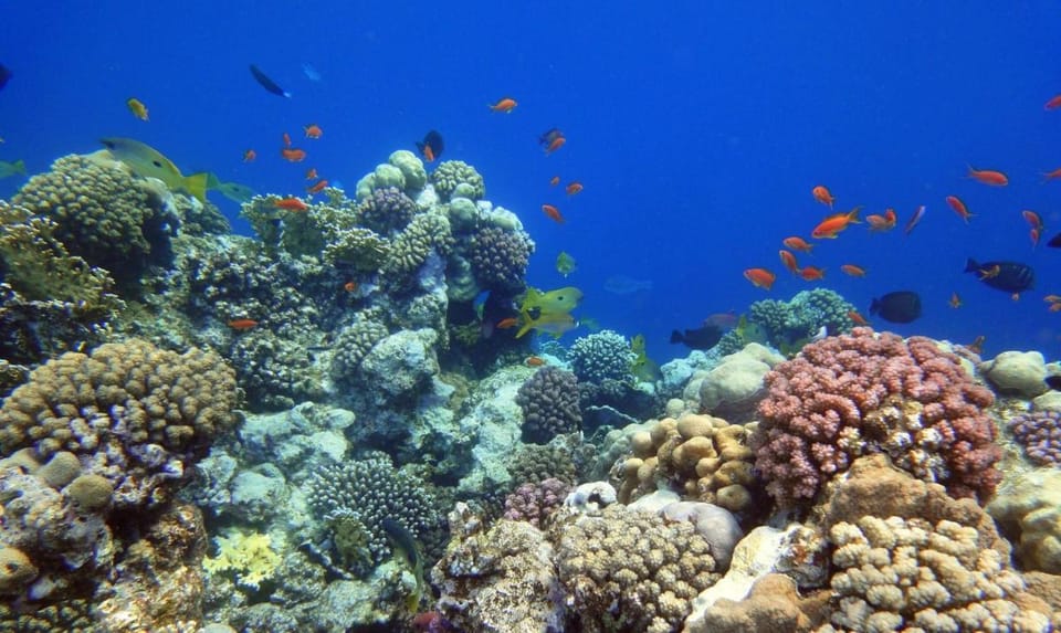 Swisstouch Oriental Resort Resort in Red Sea Governorate