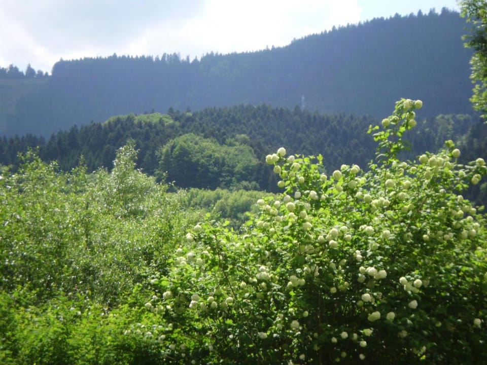 Gasthaus Finken Bed and Breakfast in Ortenau