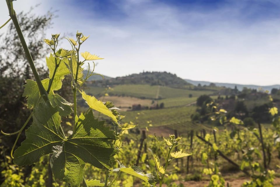 Relais Santa Cristina Country House in Radda in Chianti
