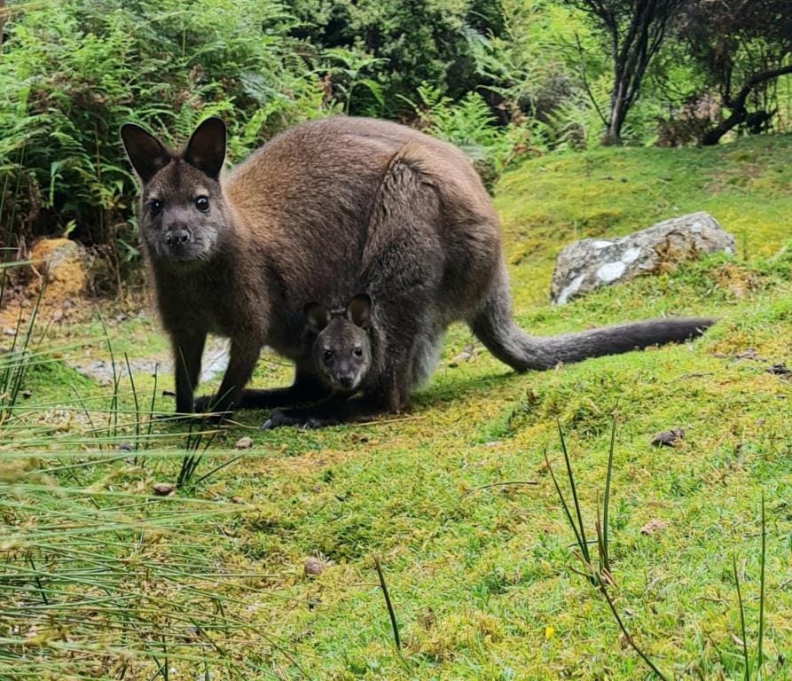 Huon Bush Retreats Hotel in Tasmania