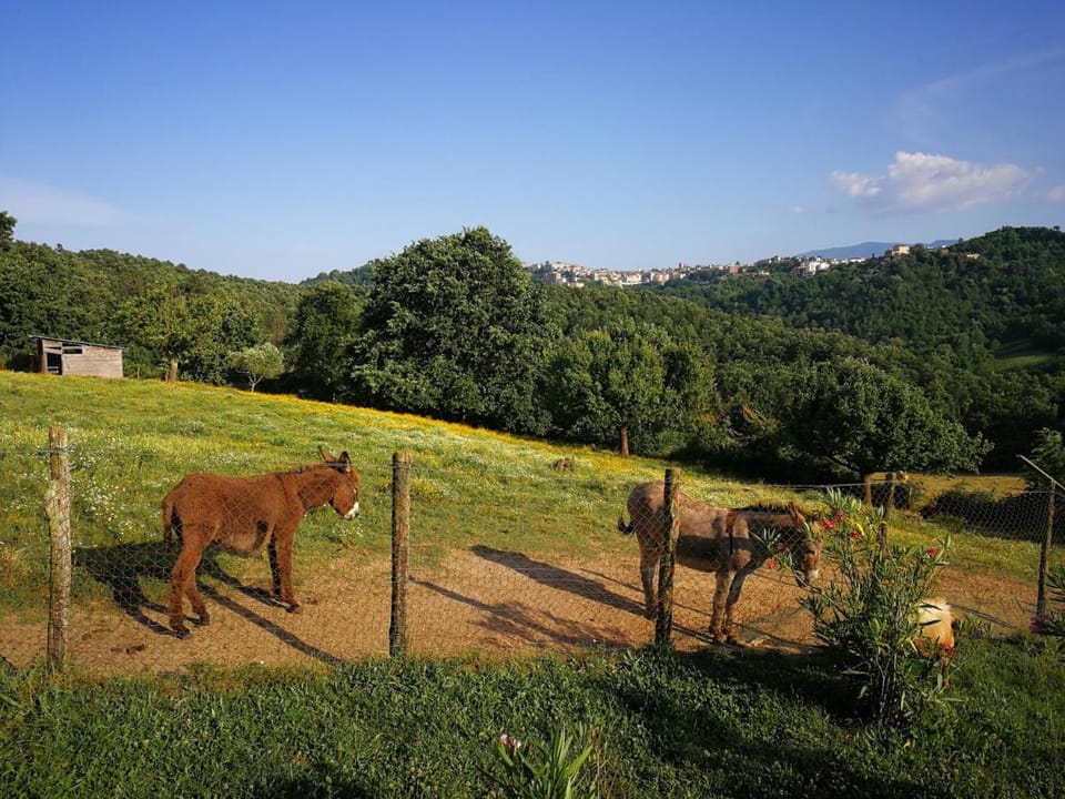 Agriturismo Cisogna Farm Stay in Abruzzo