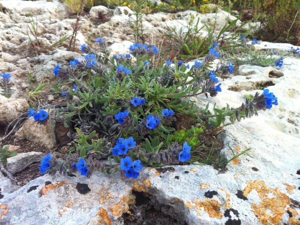 Masseria Pelosella B&B Bed and Breakfast in Apulia