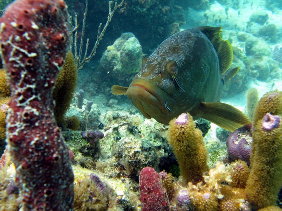 Windsong on the Reef Resort in The Bight Settlement