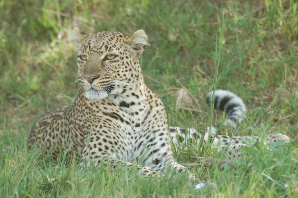 Mara Intrepids Tented Camp Lodge in Kenya