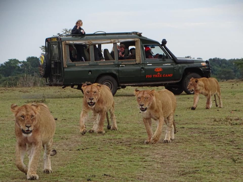 Fig Tree Camp - Maasai Mara Luxury tent in Kenya