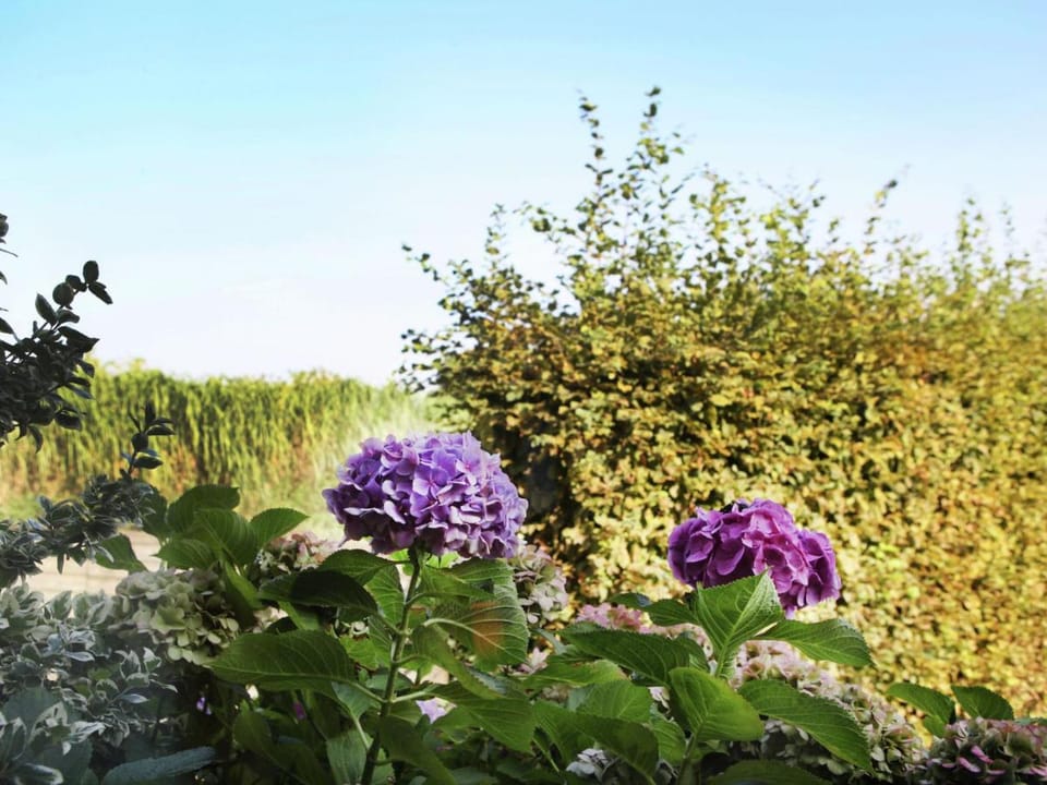 Farmhouse home in Eede Vacation rental in Zeeland, Netherlands