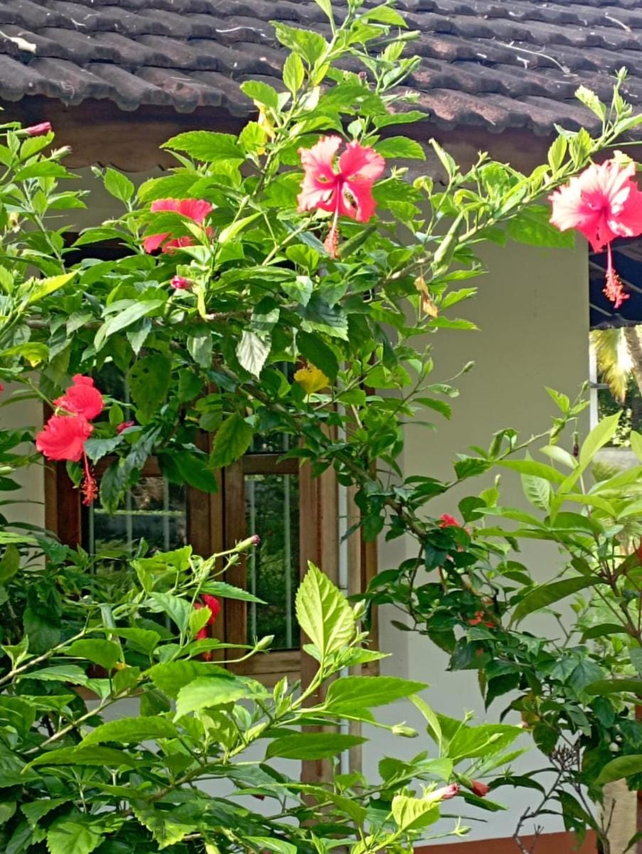 Gramam Homestay, Cochin Bed and Breakfast in Kochi