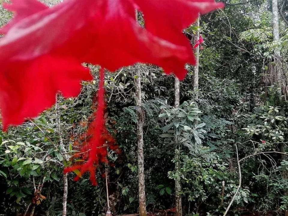 Ella Jungle Inn Homestay And Tree House Vacation rental in Ella