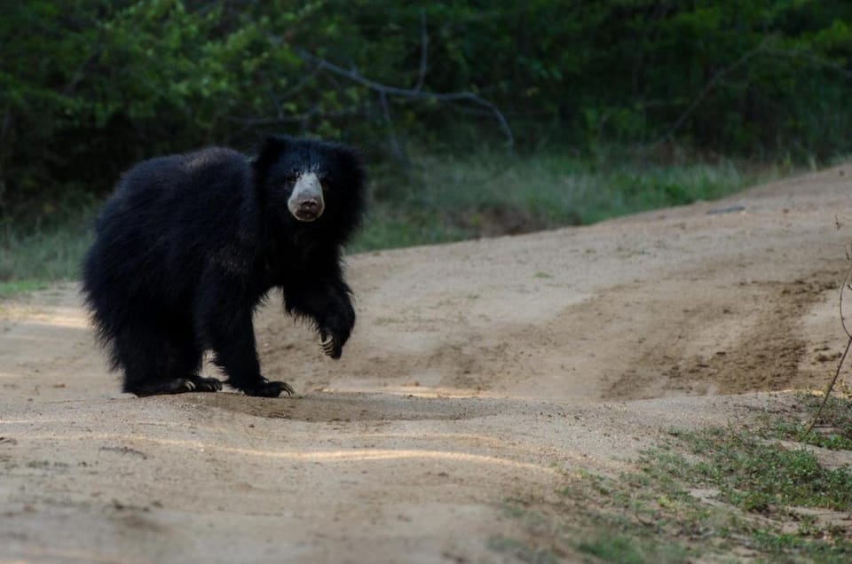 Leopard Trails Yala Campground/ 
RV Resort in Southern Province