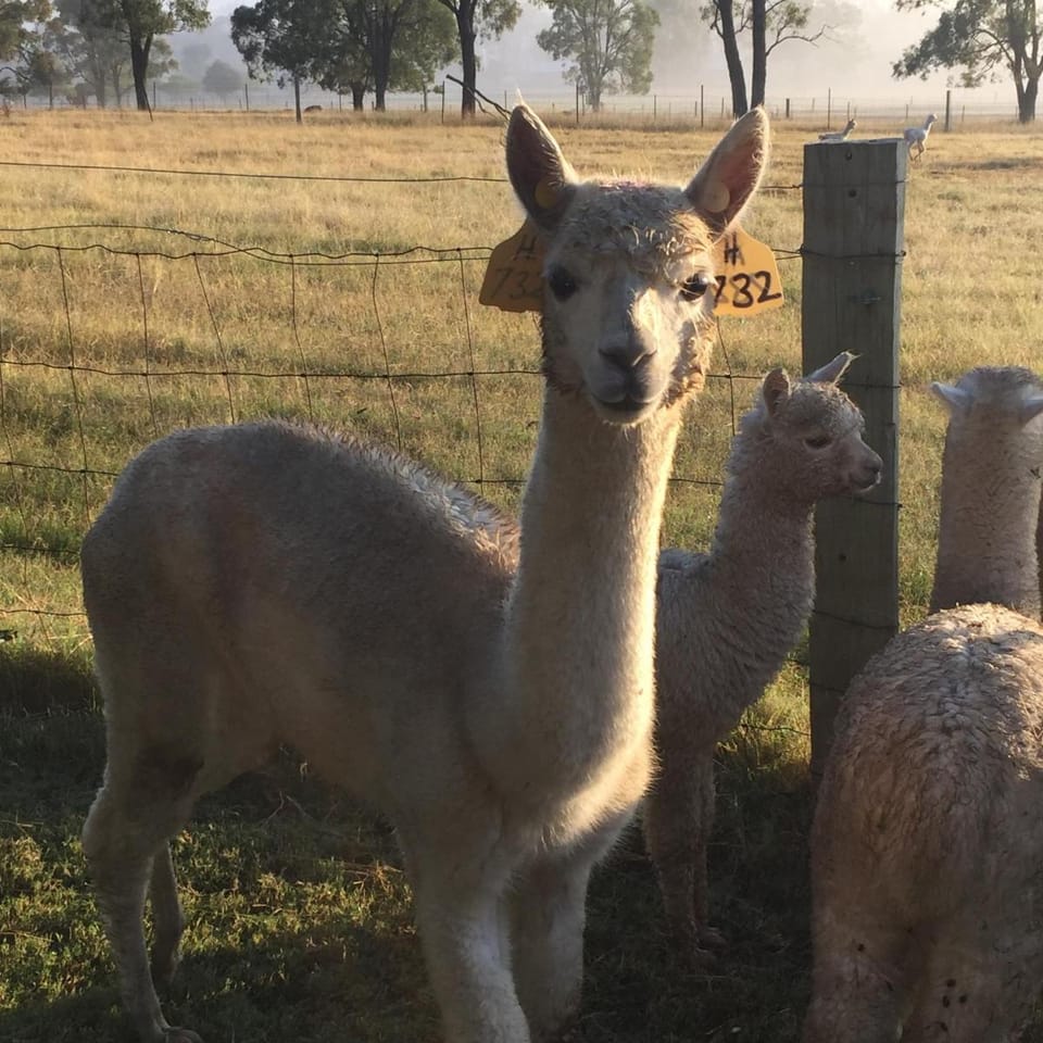 Starline Alpacas Farmstay Resort Resort in Broke