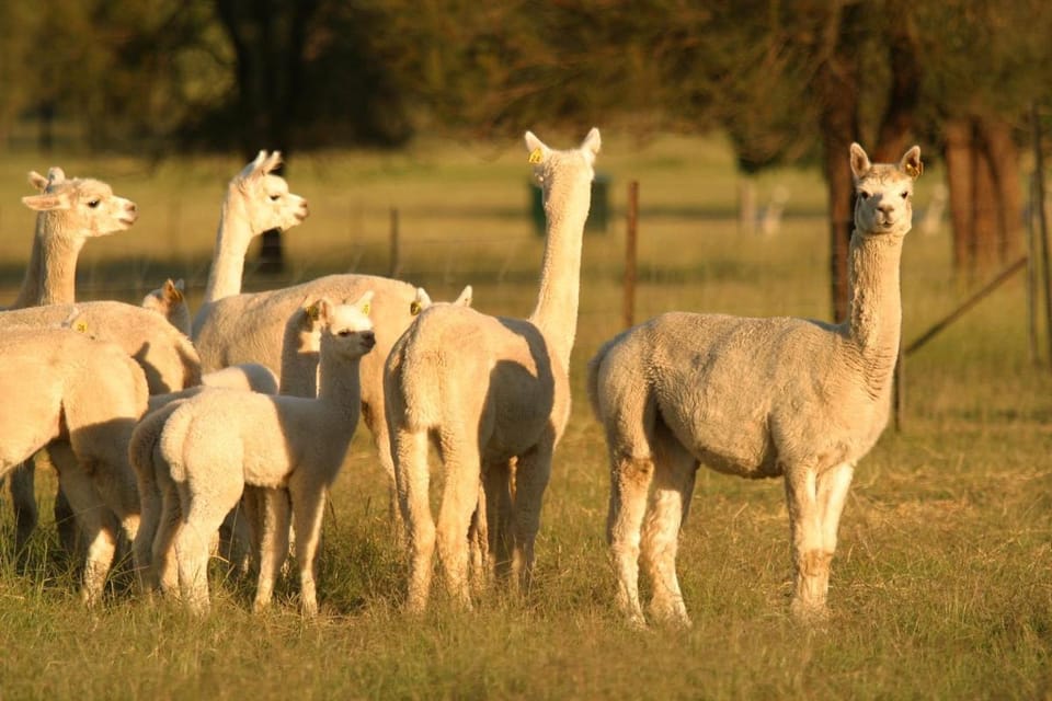 Starline Alpacas Farmstay Resort Resort in Broke