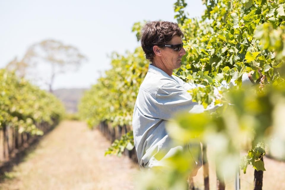 Petersons Armidale Winery and Guesthouse Bed and Breakfast in Armidale