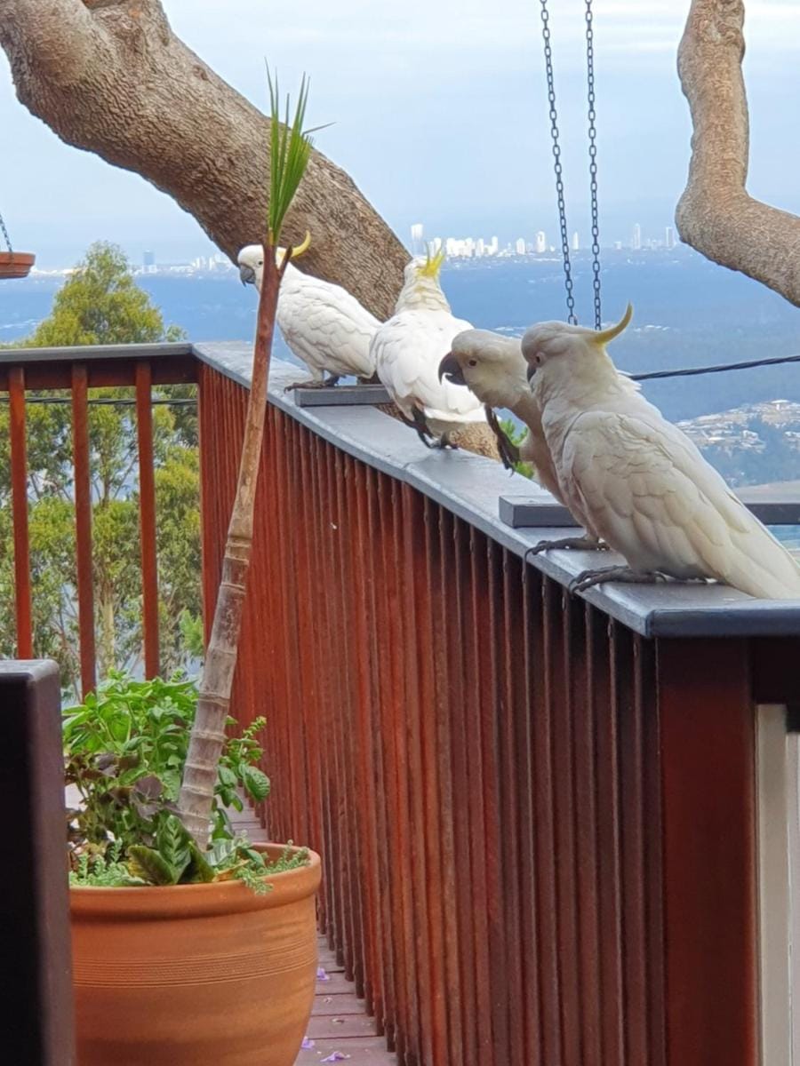 Tamborine Mountain Bed & Breakfast Bed and Breakfast in Tamborine Mountain